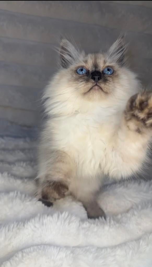 Ragdoll kitten direct beschikbaar, Dieren en Toebehoren, Katten en Kittens | Raskatten | Langhaar, Kater, Ontwormd, 0 tot 2 jaar