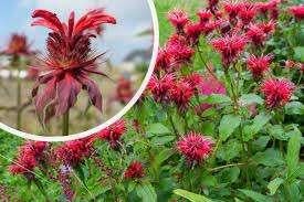 Monarda "Cambridge Scarlet" (Bergamotplant), Overige soorten, Volle zon, Vaste plant, Ophalen of Verzenden