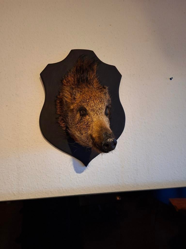 Kop wild zwijn taxidermie zwijnenkop wild dier, Ophalen of Verzenden, Gebruikt, Wild dier, Opgezet dier