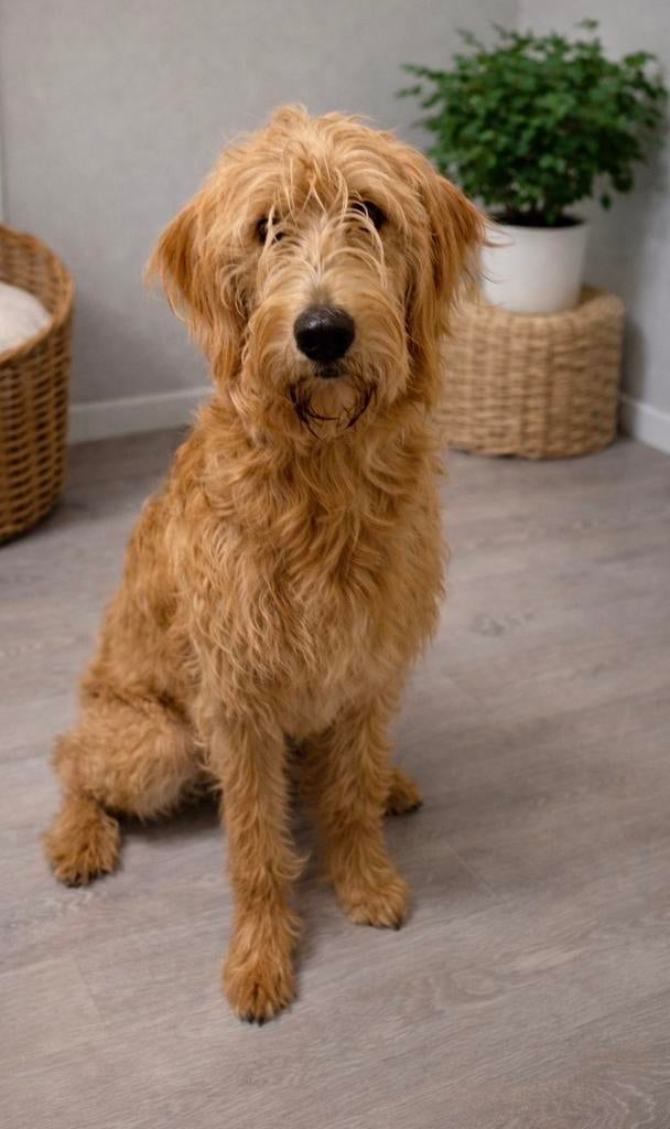 Prachtige Labradoodle teefje te koop, Dieren en Toebehoren, Honden | Retrievers, Spaniëls en Waterhonden, België, Particulier