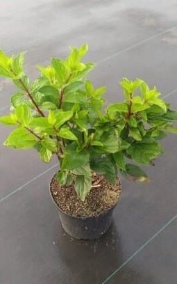 Pluimhortensia (Hydrangea paniculata 'Magical Candle') €6,-, Tuin en Terras, Planten | Tuinplanten, Overige soorten, Vaste plant