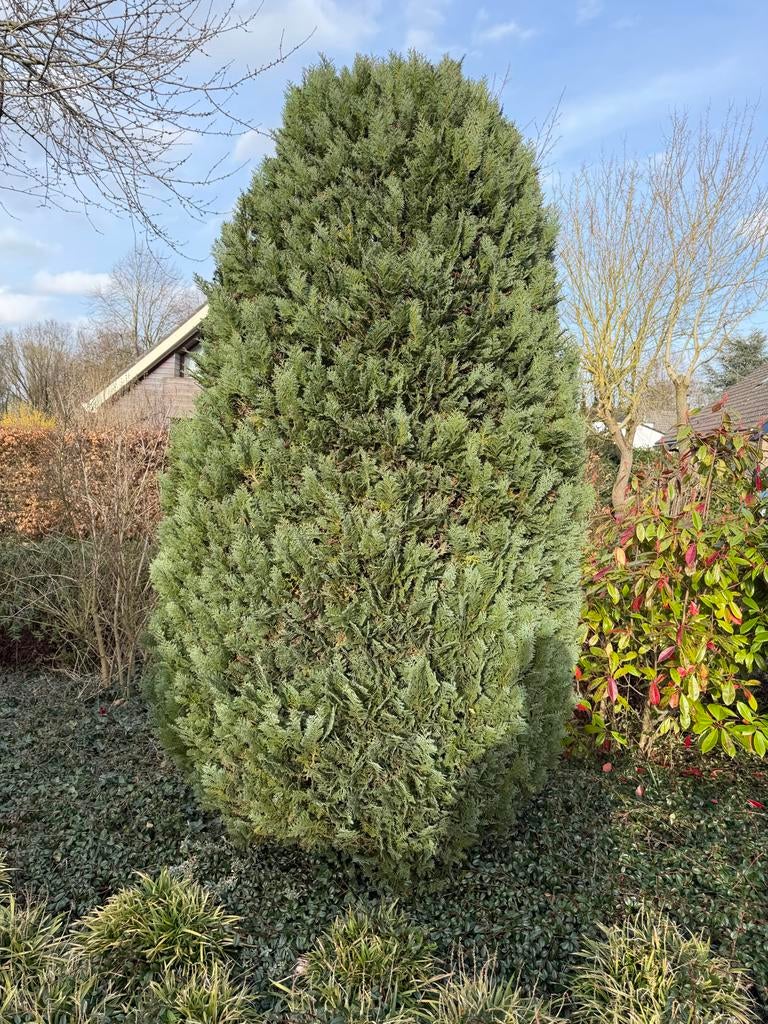 Grote conifeer en diverse struike, Tuin en Terras, Planten | Tuinplanten, Vaste plant, Overige soorten, Volle zon, Bloeit niet