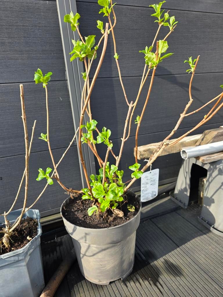 Hortensias, Tuin en Terras, Ophalen, Minder dan 100 cm, Overige soorten, Zomer