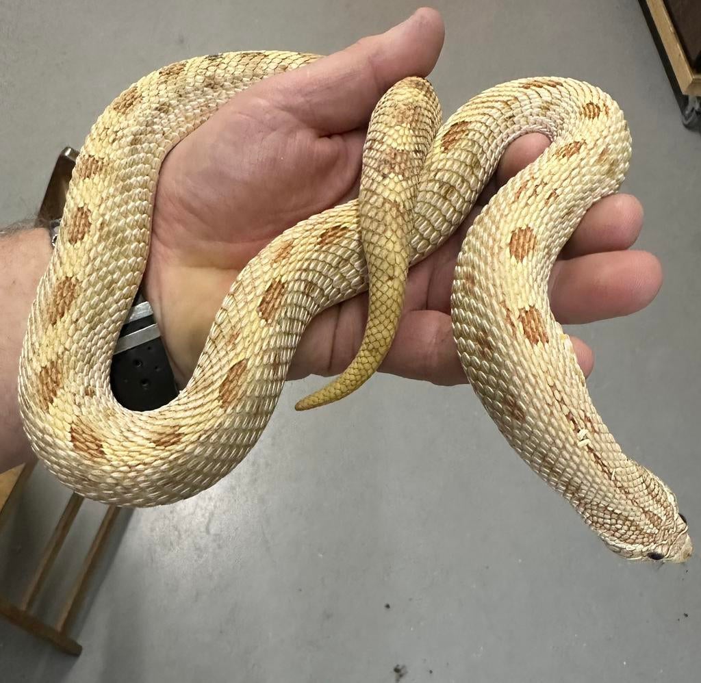Haakneuzen / Heterodon.  het.Mai Tai Hognose Snake - unknown for sale from prodier - alkmaar
