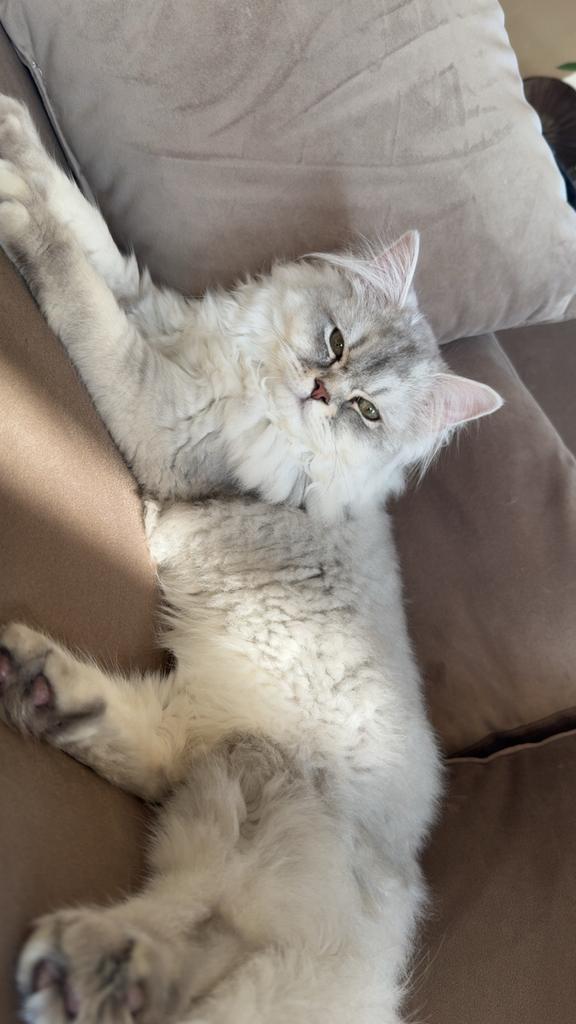 Ter dekking aangeboden britse langhaar, 0 tot 2 jaar