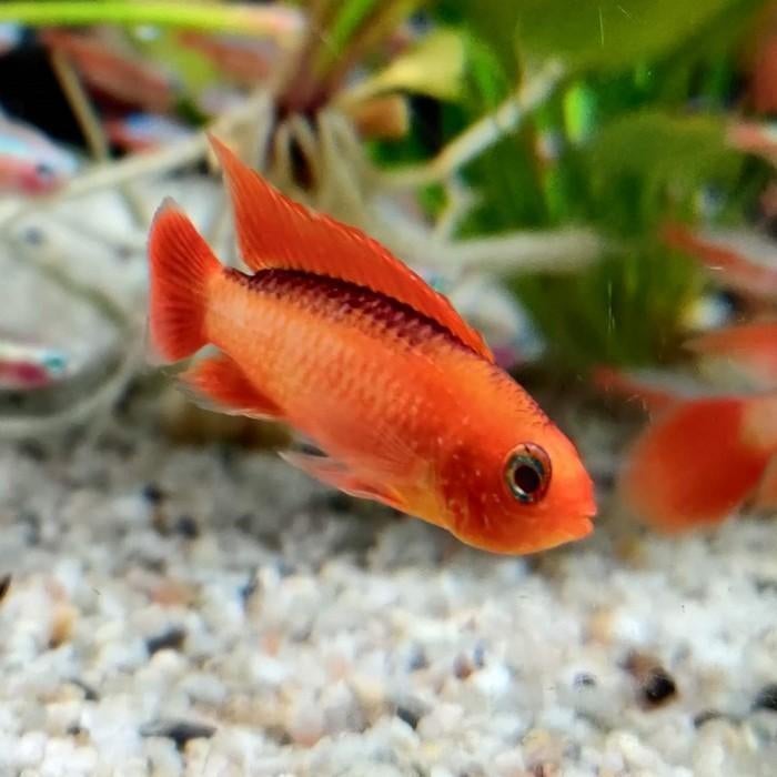 Apistogramma agassizi, Vis