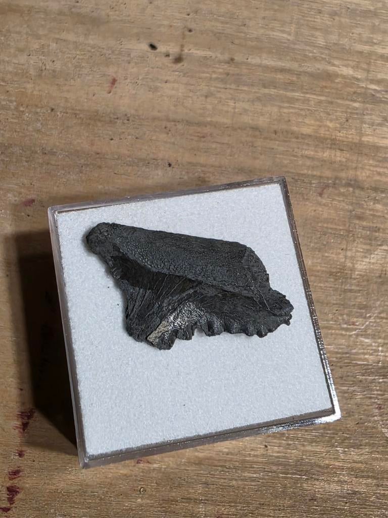 Zeldzame edestus haaientand schaartandhaai (3), Ophalen of Verzenden, Fossiel