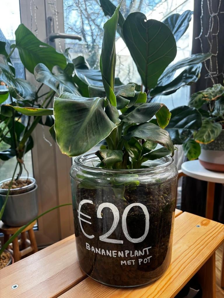 Musa Tropicana Bananenplanten met glazen pot, Tuin en Terras, Planten | Tuinplanten, Volle zon, Vaste plant, Bloeit niet, Ophalen