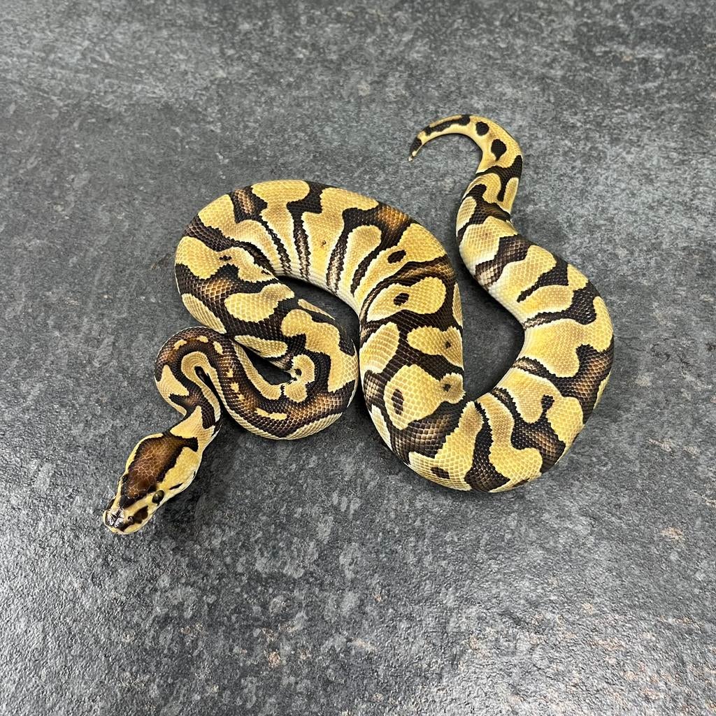 1.0 OD 100% th Amur DG Clown, Ball Python, Koningspython Ball Python - male for sale from Tom