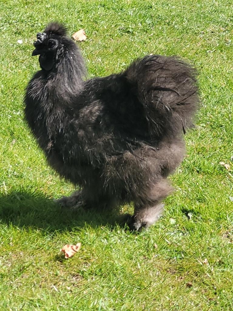 Zijdehoen Haan, zwart, Dieren en Toebehoren, Pluimvee, Mannelijk, Kip