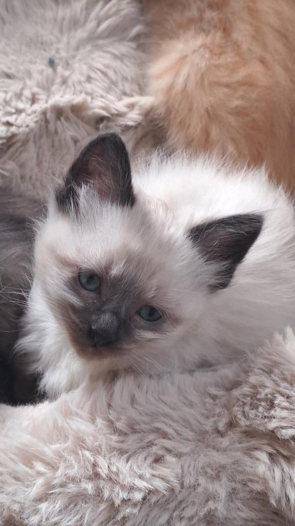 Nog 1 kruising ragdoll beschikbaar kater, Dieren en Toebehoren, Kater, Gechipt