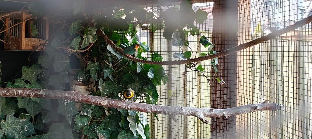 Cuba vink, Mannelijk, Tropenvogel