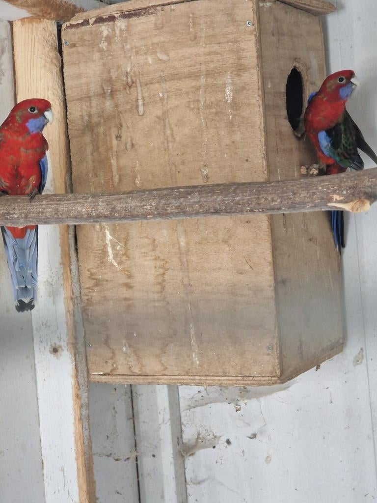Pennant rosellas, Dieren en Toebehoren, Vrouwelijk, Parkiet
