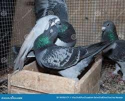 Postduiven en Sierduiven., Meerdere dieren, Postduif