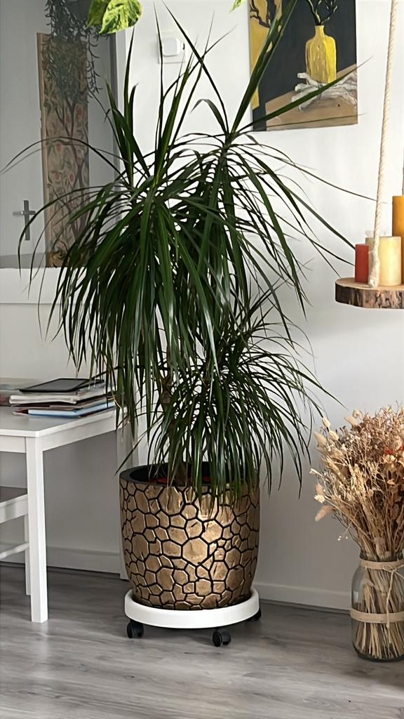 Grote Dracaena kamerplant met sierpot mooie staat, 100 tot 150 cm, Overige soorten, In pot, Groene kamerplant