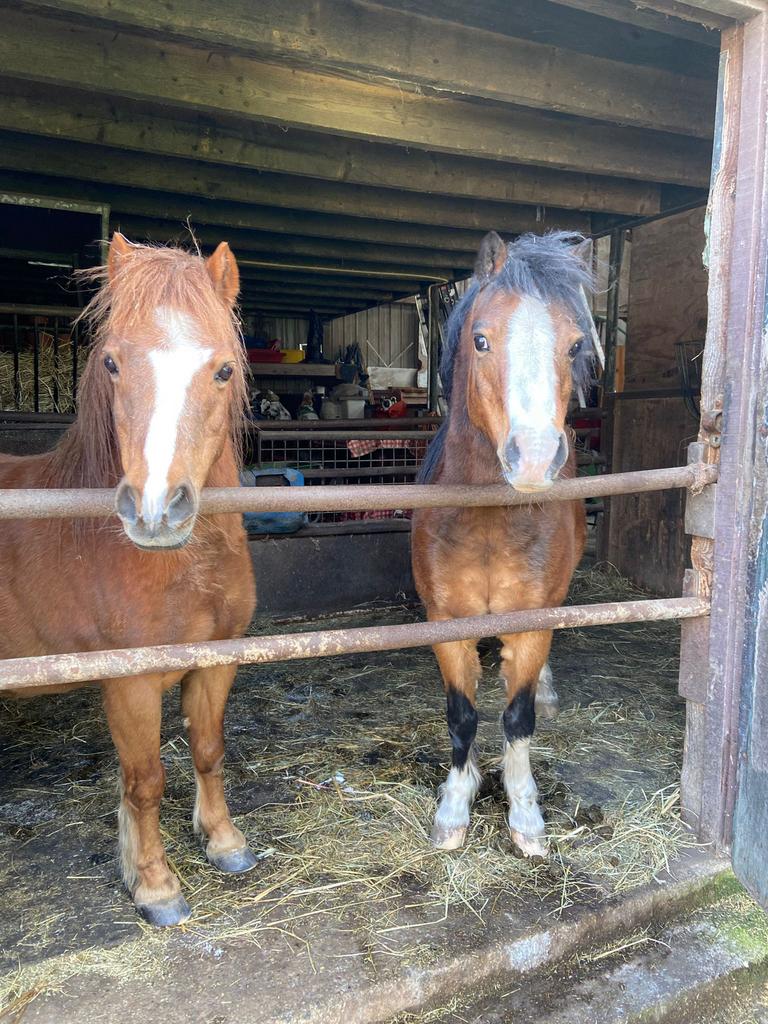 Te koop lieve Welsh pony’s, Dieren en Toebehoren, Pony's, Ruin, A pony (tot 1.17m)