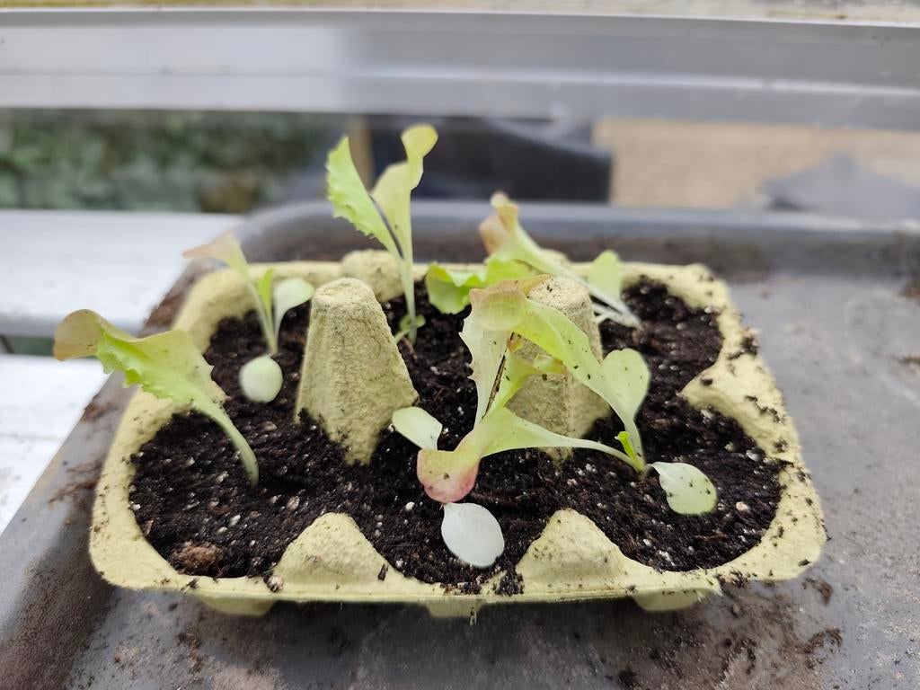 Sla plantjes, Amfibie, 0 tot 2 jaar