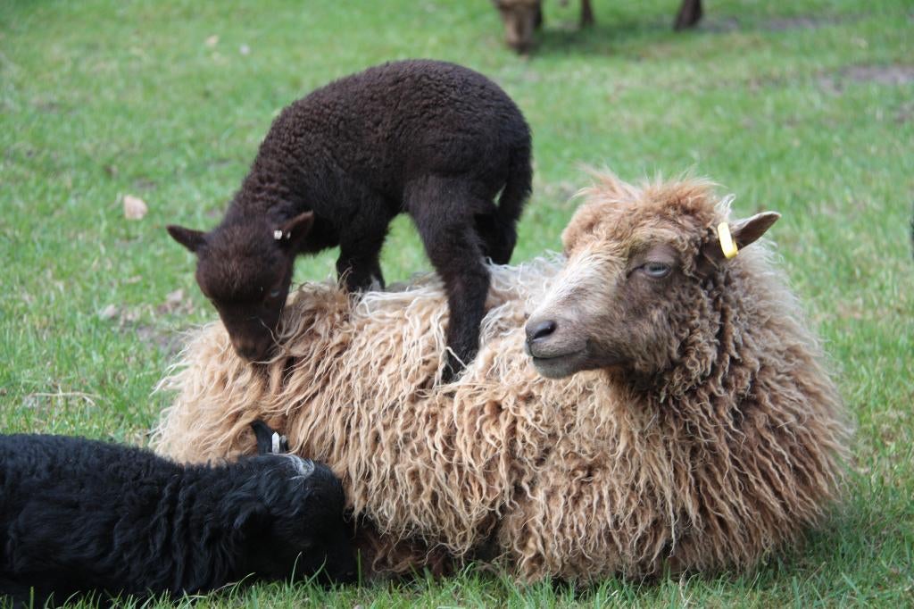 Ouessant schapen - fraaie ooien reserveren en weitje gezocht, Meerdere dieren, Schaap
