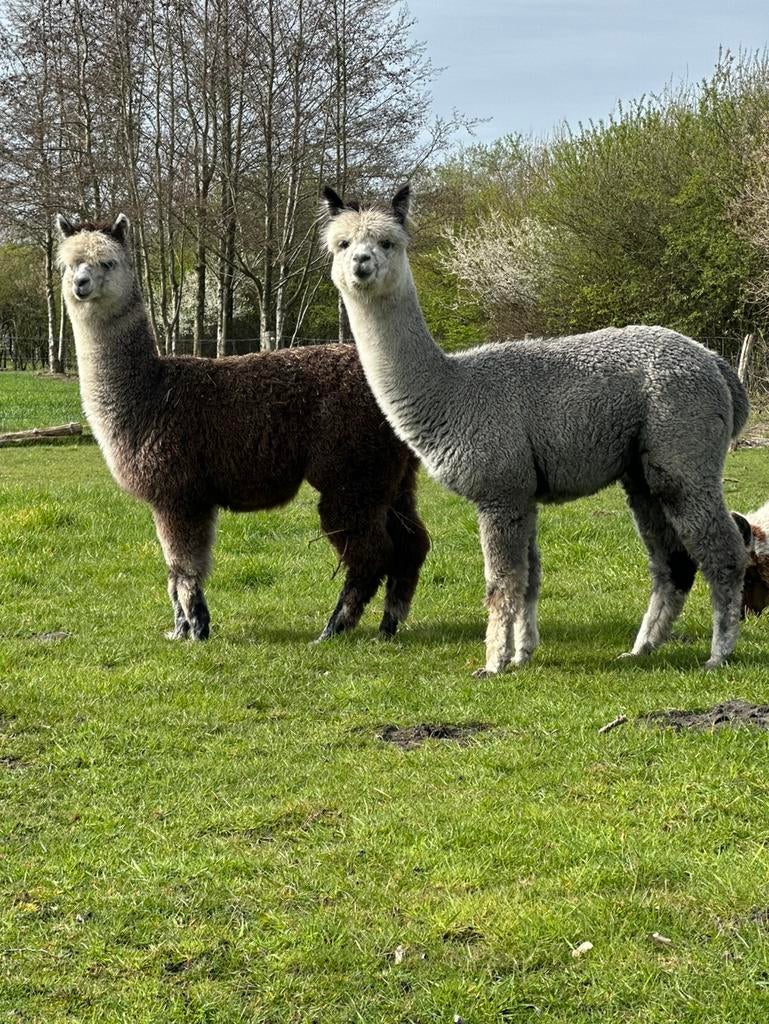 Rose grey alpaca toekomstig dekhengst 9 mnd stamboek, Dieren en Toebehoren, Mei, Mannelijk