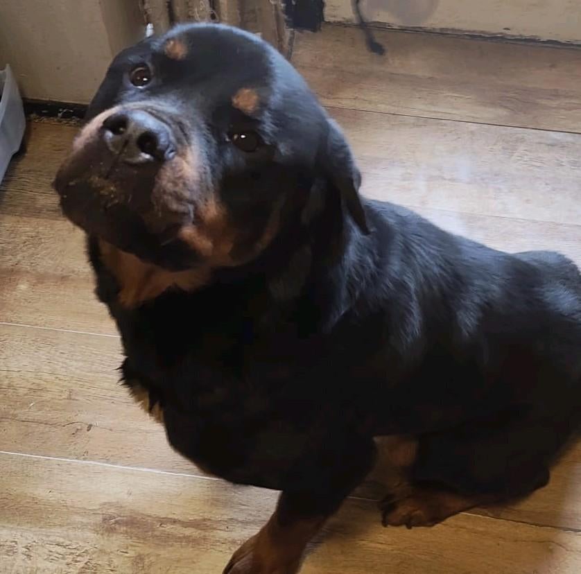 Lieve rottweiler reu, Particulier, Reu, Buitenland, Eén hond