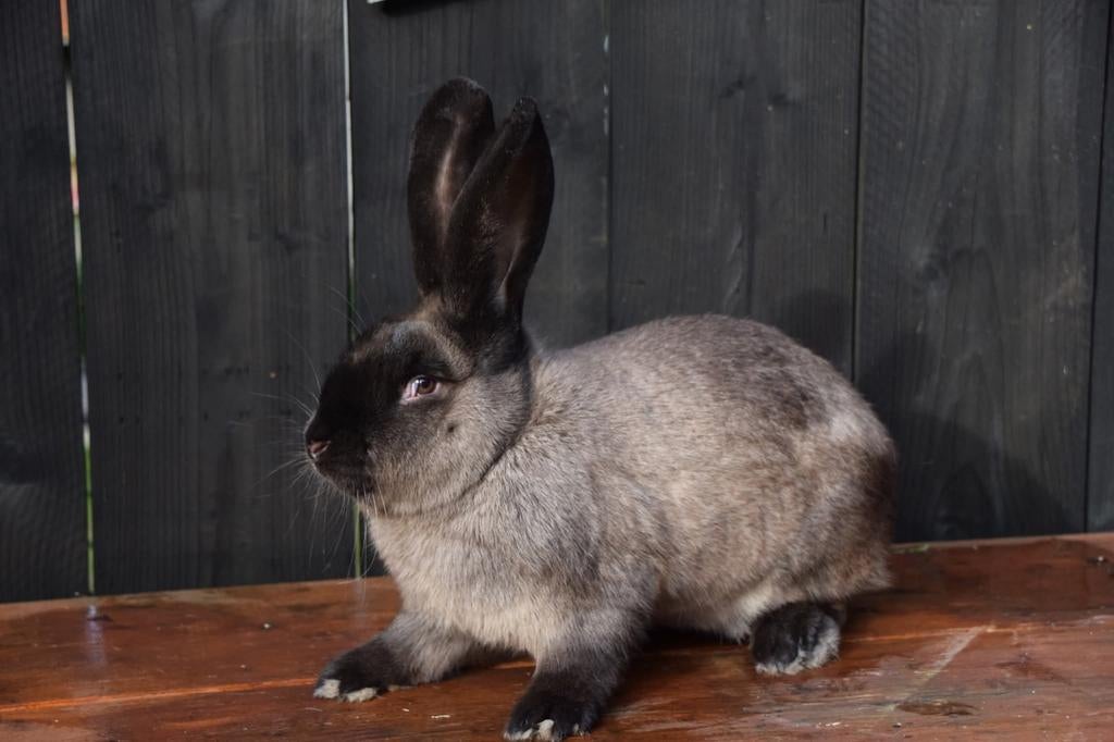 Duitse reus, Siamees sable, Dieren en Toebehoren, Konijnen, Middelgroot, 0 tot 2 jaar