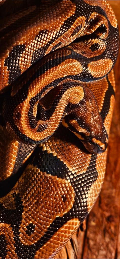 Ball python, Ophalen of Verzenden