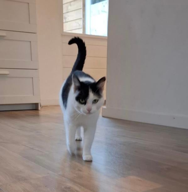 Charlie - aanhankelijke poes - kat - gechipt - vaccinaties, Dieren en Toebehoren, Katten en Kittens | Overige Katten, Poes, Kortharig