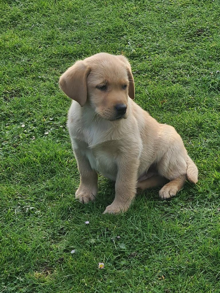 blonde en zwarte labrador pups, Parvo, 8 tot 15 weken, Labrador retriever, Meerdere