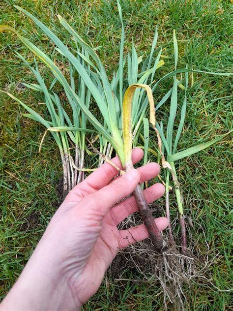 oerprei, Tuin en Terras, Planten | Tuinplanten, Ophalen, Vaste plant, Overige soorten, Halfschaduw