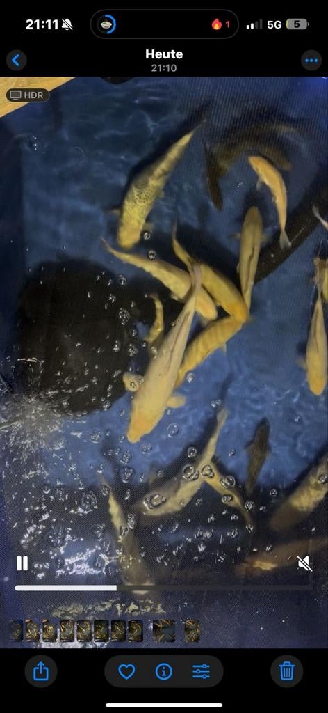 Tosai te koop, eigen kweek, Dieren en Toebehoren, Vissen | Vijvervissen, Karper of Koi