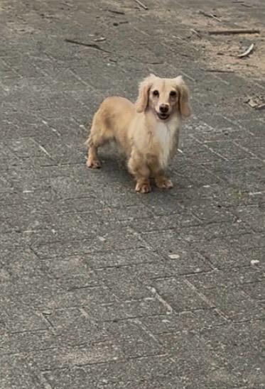 Dekreutje Kaninchen lang harige teckel ,crème kleur, Kaninchen, Reu, Langhaar, Parvo