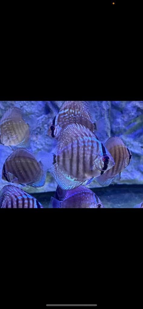 7 Discus vissen, Dieren en Toebehoren, Vis