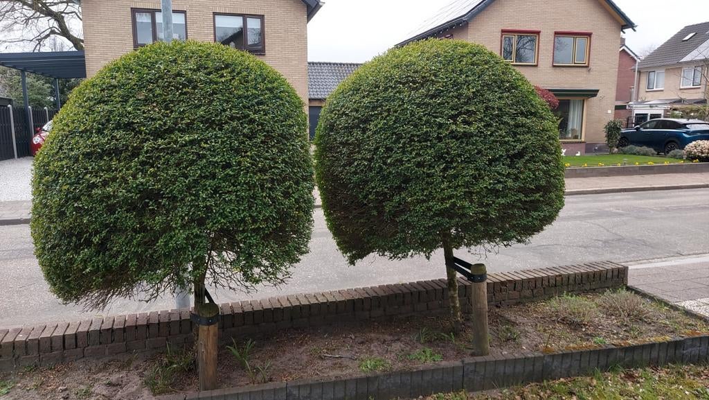 boompjes gratis af te halen, Tuin en Terras, Planten | Bomen, Ophalen, Halfschaduw, Bolboom, 100 tot 250 cm