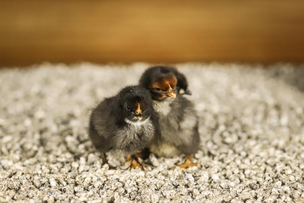 Orpington groot kippenkuikens | Gesekst en Ingeënt, Vrouwelijk, Kip