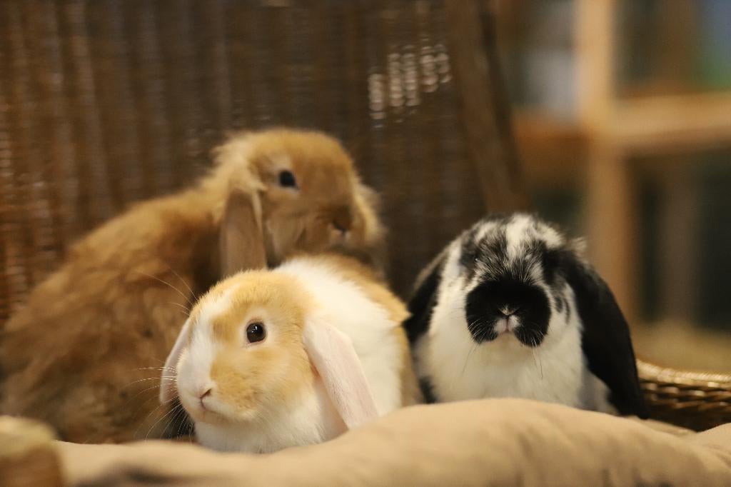 Hangoor dwergkonijn | Jonge konijnen | Deskundig advies, Dieren en Toebehoren, Konijnen, Meerdere dieren, Dwerg, Hangoor, 0 tot 2 jaar