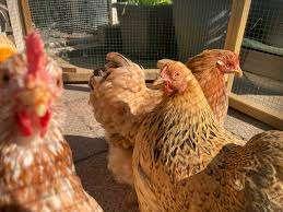 Barnevelder krielkippen, Vrouwelijk, Kip