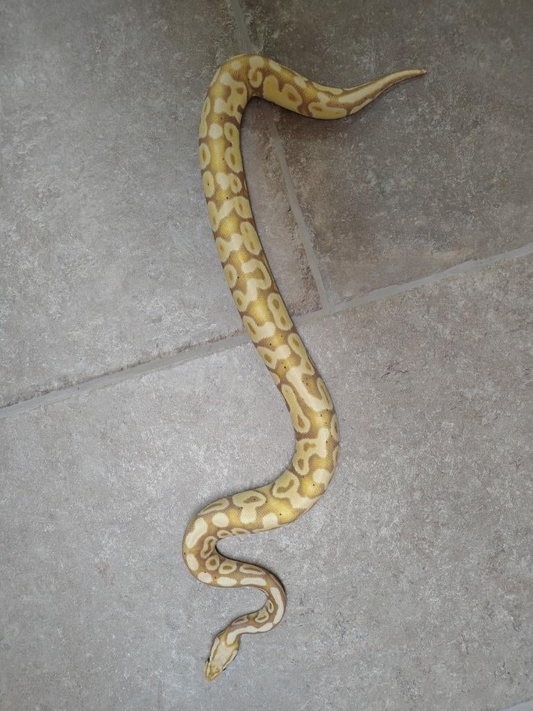1.1 Ball Python pastel banana het clown en pastel het clown Ball Python - male for sale from Michael maakt het