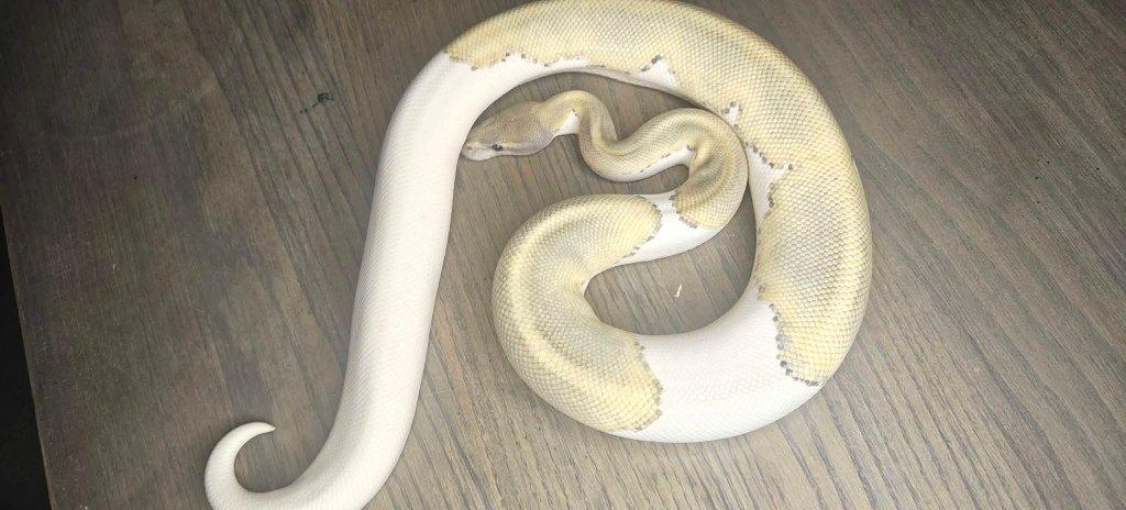 ball python 1.0 mojave hypo pied Ball Python - male for sale from shirley sterckx