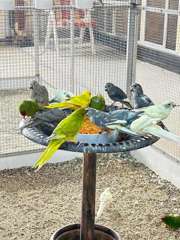 Kakariki, Dieren en Toebehoren, Vogels | Parkieten en Papegaaien, Meerdere dieren, Parkiet