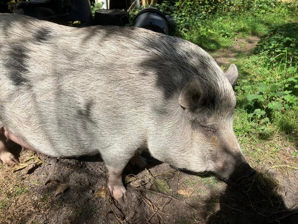 Minivarken zoekt goed huisje, Dieren en Toebehoren, Vrouwelijk, Varken, 3 tot 5 jaar