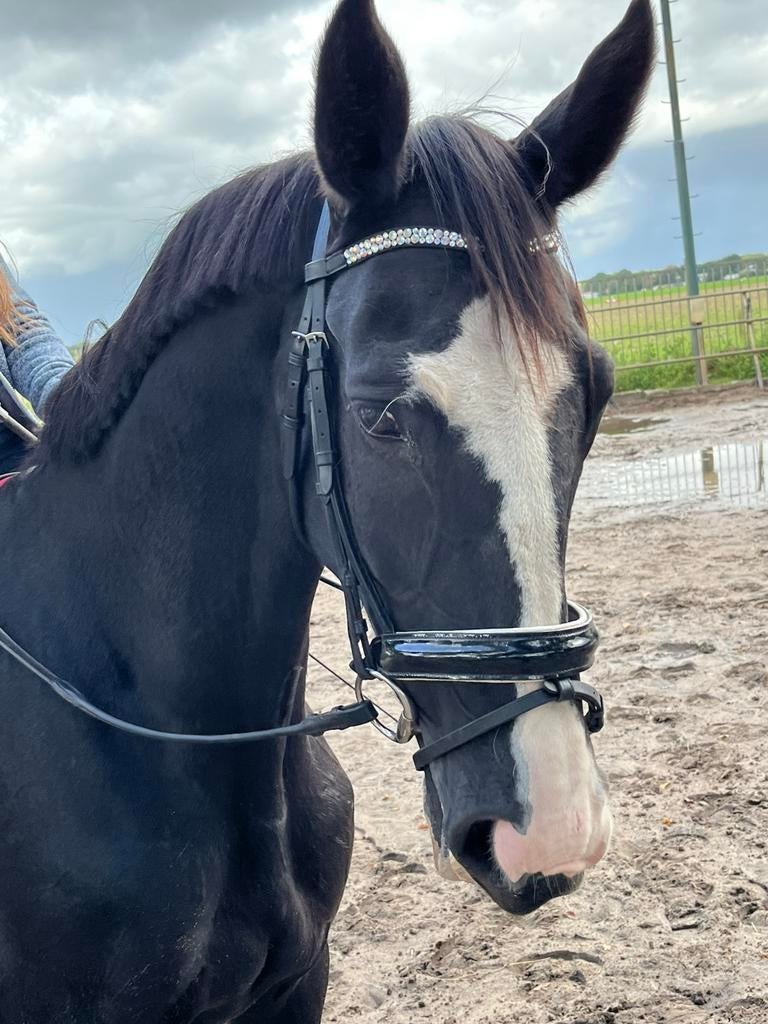 Verzorgsters/Bijrijdsters gezocht  2 paarden in Hilversum, Ophalen of Verzenden, Dressuur