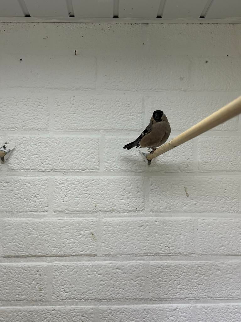 Noorse goudvink pop, Vrouwelijk, Wildzangvogel, Geringd