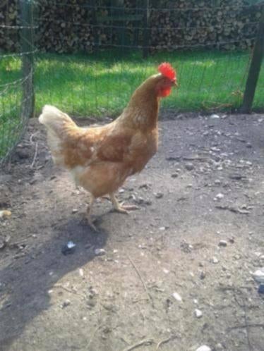 Legkippen / Legkuikens, Dieren en Toebehoren, Pluimvee, Vrouwelijk, Kip