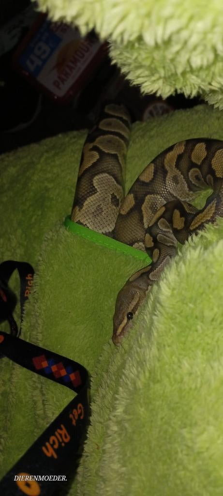 3 koningspythons tekoop Ball Python - male for sale from anoescavandoorn