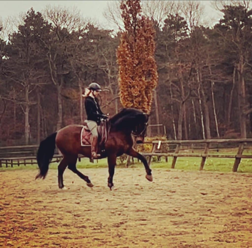 Mooie PRE ruin, Dieren en Toebehoren, Paarden, Met stamboom, Ruin, 160 tot 165 cm, 11 jaar of ouder
