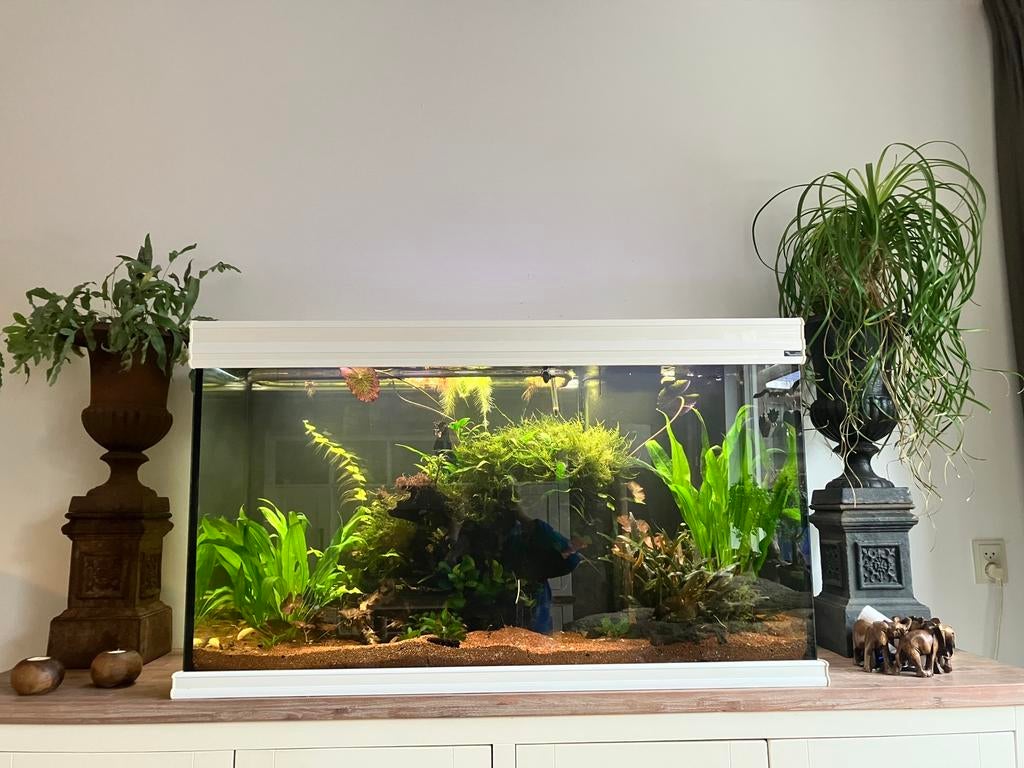 Leeg aquarium 120x50x70, Ophalen, Gebruikt, Leeg aquarium