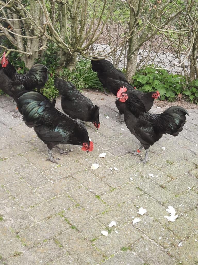 Australorp broedeieren  krielkippen zwart, Dieren en Toebehoren, Pluimvee, Kip, Geslacht onbekend
