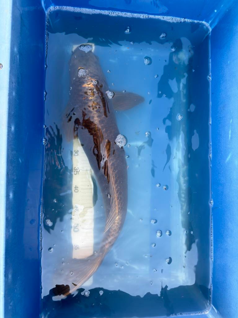 Ghost koi, Karper of Koi