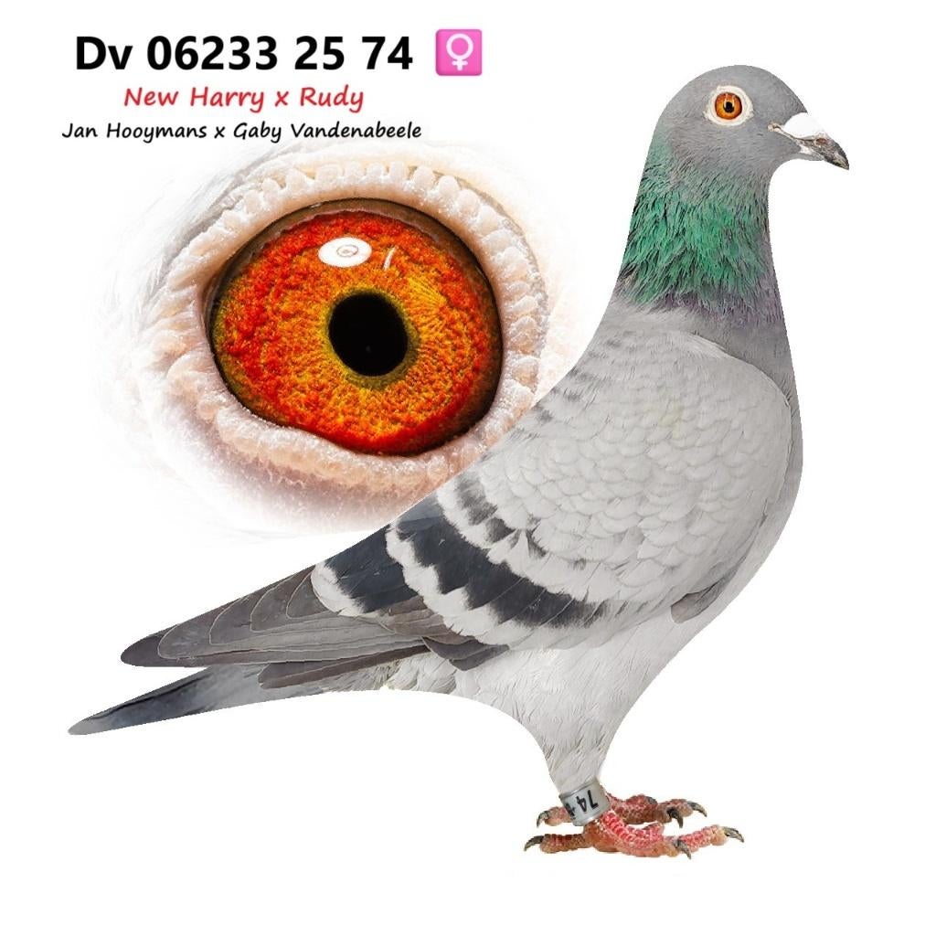 Jan Hooymans -New Harry- Gaby Vandenabeele  duivin, Vrouwelijk, Postduif