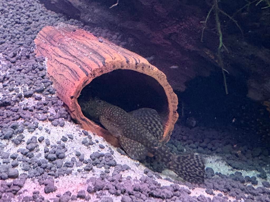 Bewezen Koopel Ancistrus / borstel harnasmeerval, Vis